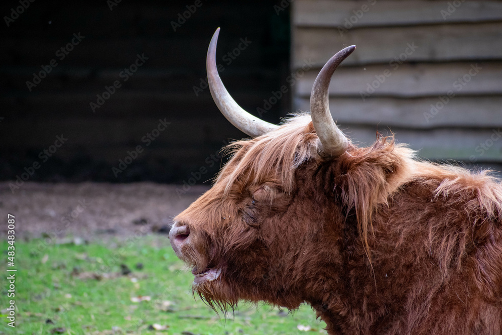 Brown Scottish Highland cow with long horns