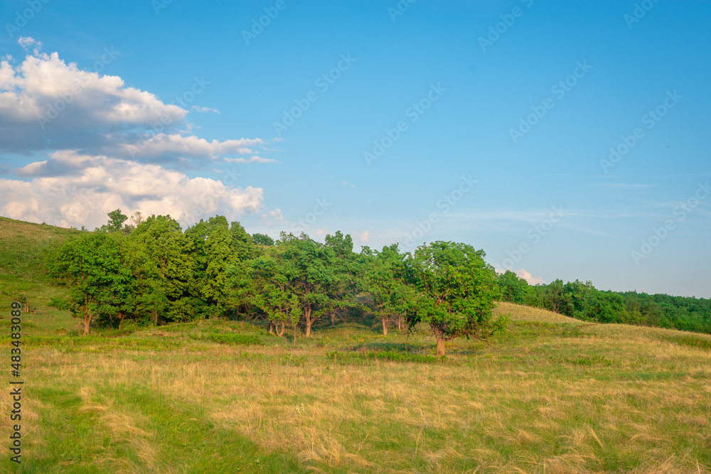 Green forest on the hill and blue sky.