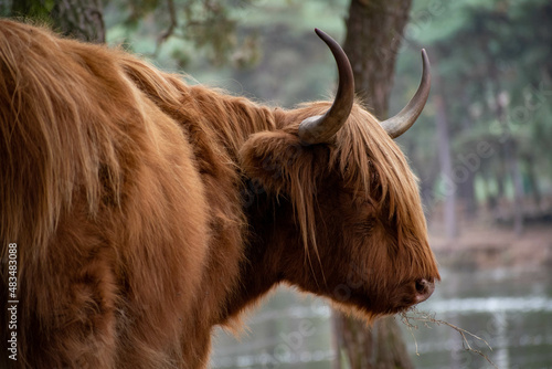 Brown Scottish Highland cow with long horns