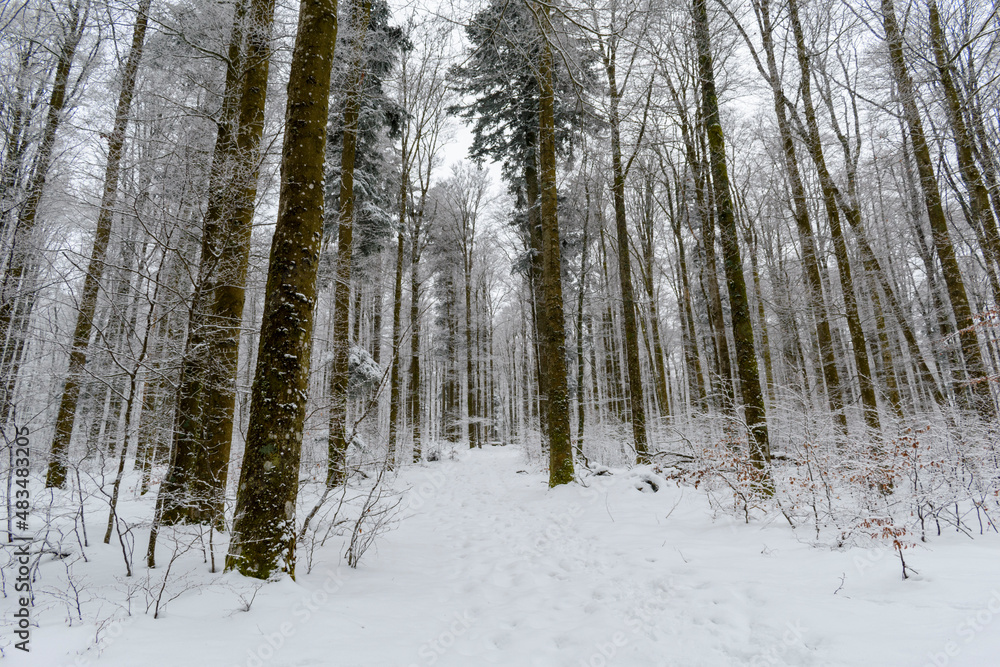 Fototapeta premium La neige à la montagne