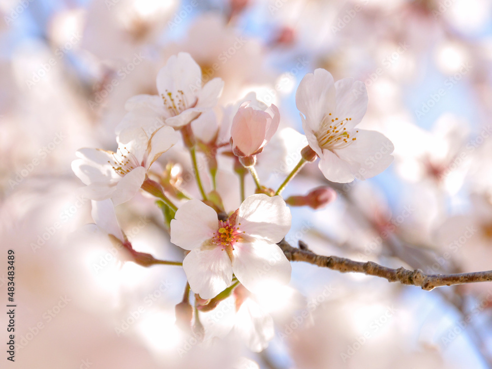 Fototapeta premium Cherry blossoms in spring