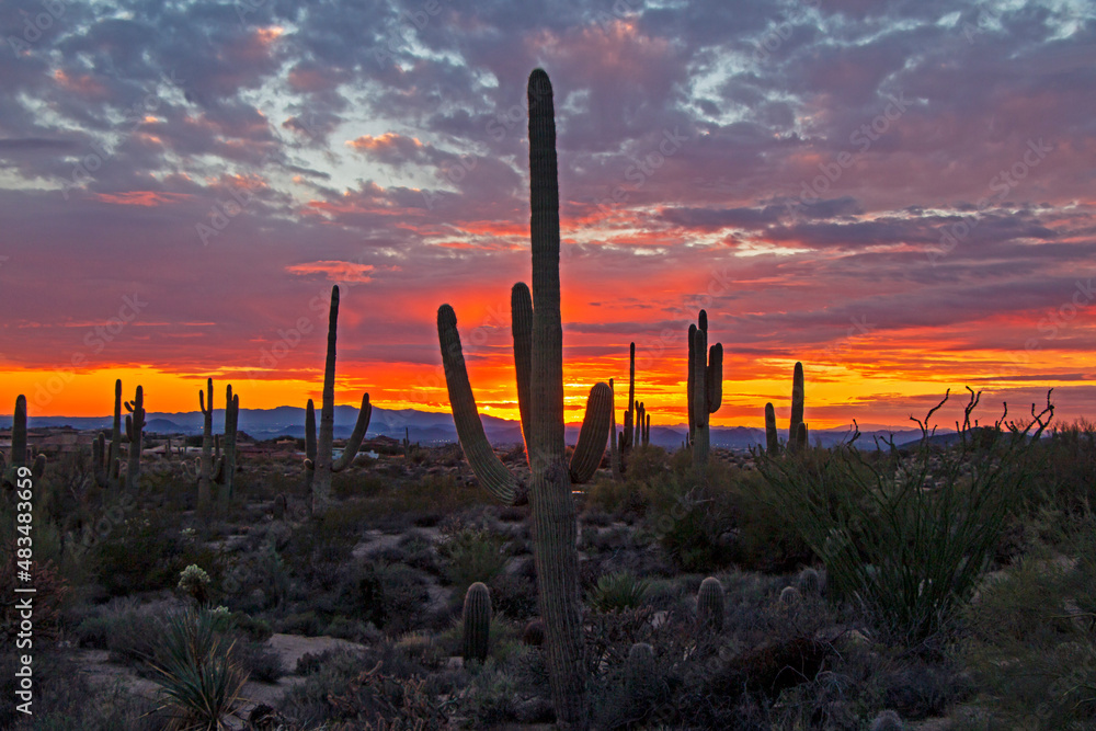 Sunset Skies With Saguaro Cactus In The AZ Desert