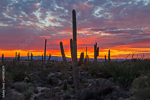 Sunset Skies With Saguaro Cactus In The AZ Desert