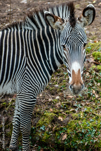 A side view of a zebra