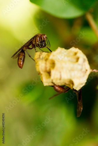 Vespas verdadeiras ou vespões (insetos do gênero Vespa) são as maiores vespas eusociais e têm aparência semelhante aos seus parentes próximos, as vespas-amarelas (Dolichovespula arenaria). photo