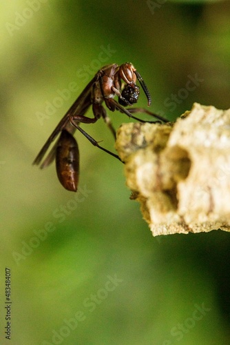 Vespas verdadeiras ou vespões (insetos do gênero Vespa) são as maiores vespas eusociais e têm aparência semelhante aos seus parentes próximos, as vespas-amarelas (Dolichovespula arenaria). photo