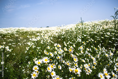 field of camomiles