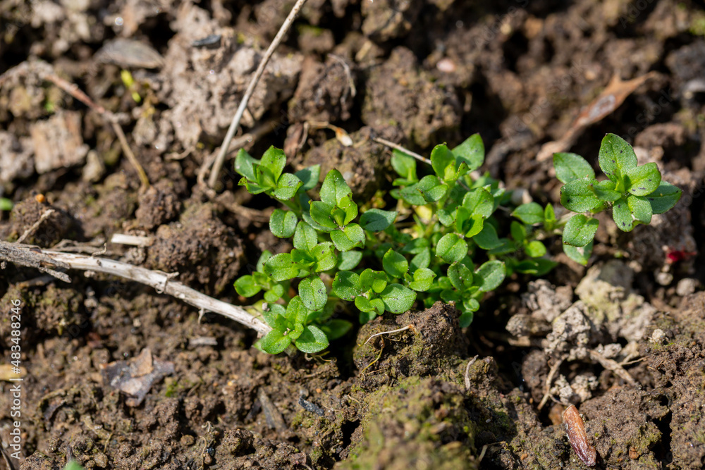 Stellaria media stem and leaf chickweed Stellaria media stem and leaf chickweed