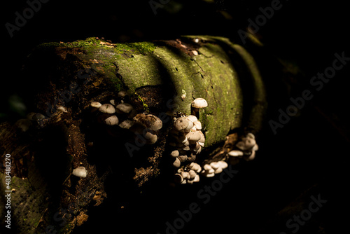 Pequenos cogumelos brancos em um tronco podre no meio da Mata Atlântica Brasileira.   photo