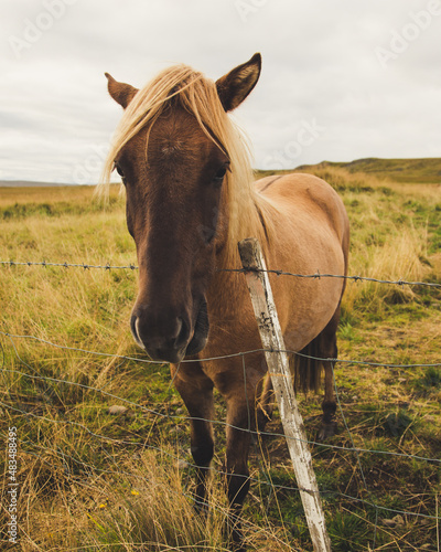icelandic horse  © Pooyan Shafiei