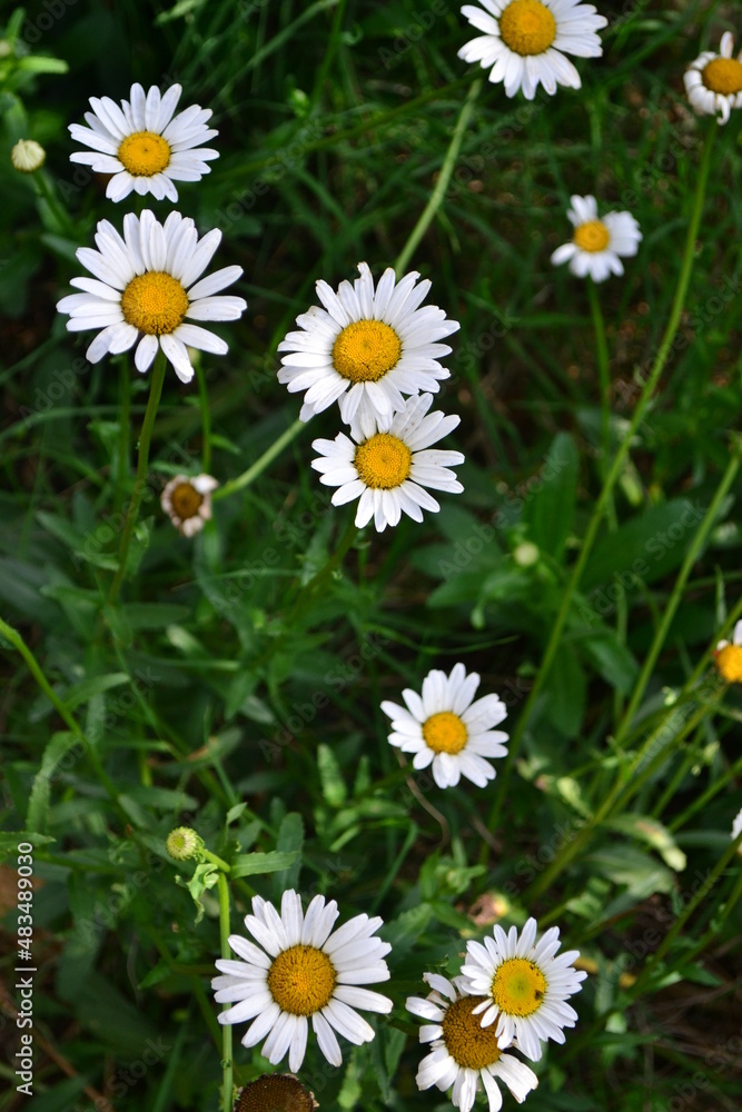 Fototapeta premium daisy in the grass