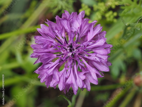 Lila Kornblume in einem Blumenbeet