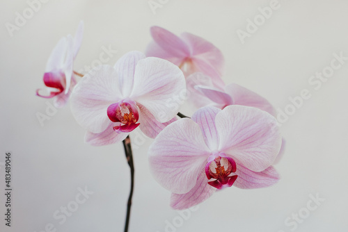 Pink Orchid phalaenopsis white background flower
