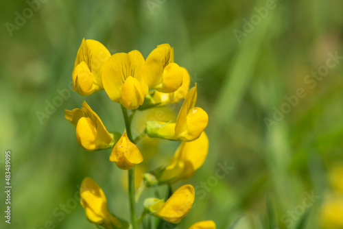 Birds foot trefoil (lotus corniculatus) flowers in bloom