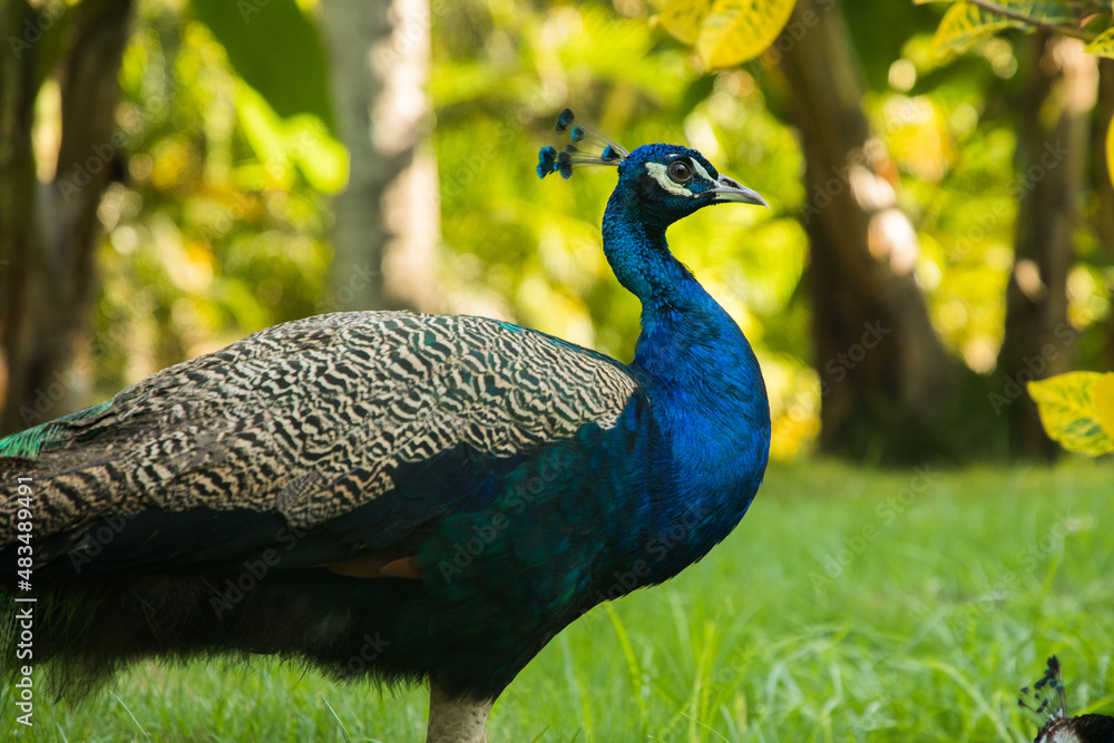 Fototapeta premium male peacock stands on the grass