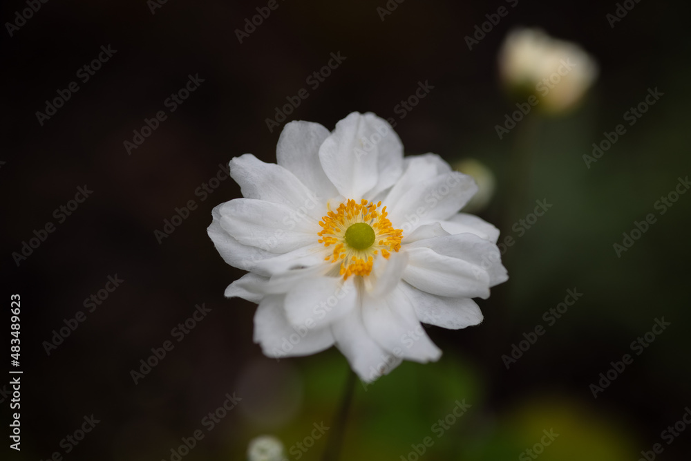 White Japanese anemone flower in a summer garden. Anemone hupehensis. White Japanese anemone flower in a summer garden. Anemone hupehensis.