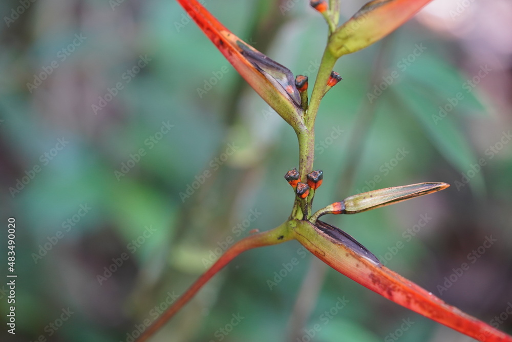 Close-up of the flower of a Strelitzia rainforest plant, wild natural flower without the perfectionism of cultivated garden flowers of this species - near Manaus, Amazon rainforest, Brazil. Close-up of the flower of a Strelitzia rainforest plant, wild natural flower without the perfectionism of cultivated garden flowers of this species - near Manaus, Amazon rainforest, Brazil.