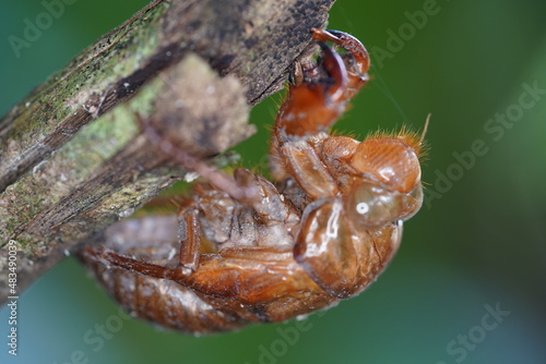 Dry cricket shell, cicada nymph shell, cicada emergence, periodical cicadas. Amazon rainforest, Comunidade Tatuyo, Amazonas, Brazil.