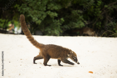 Tableau sur toile Raccoon coati nosuha Nasua narica in the Yukotan nature