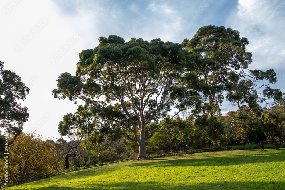 Large eucalyptus tree in a park at sunset
