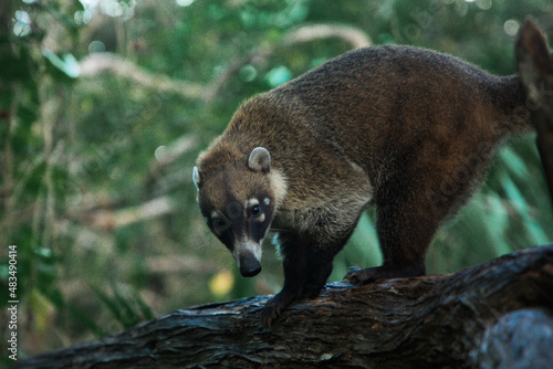 Raccoon coati nosuha Nasua narica in the Yukotan nature © Helen
