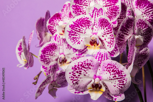 spotted orchid lush bloom on a purple background