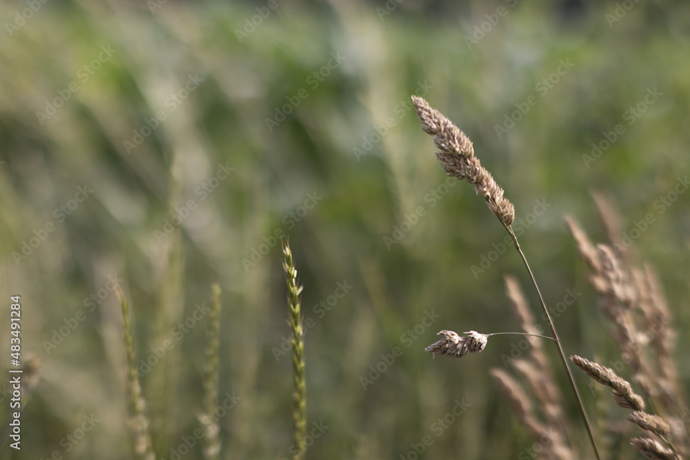 Fototapeta premium grass in the wind close up