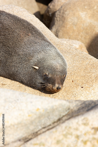 Sea lion resting on a rock near the ocean in Cabo Polonio, Uruguay. Detail, close up of sleeping animal, super cute on a sunny day, in a beautiful landscape. Wildlife, photo. 