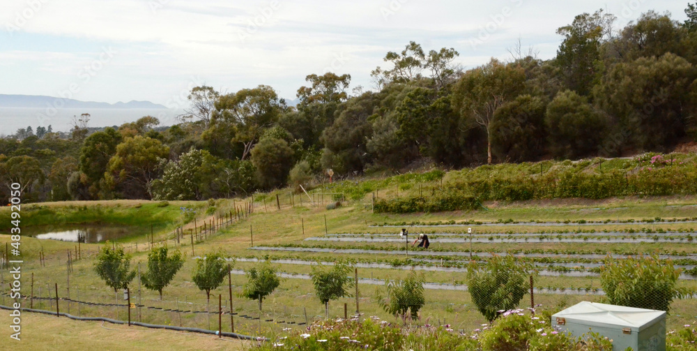Strawberry farm in St Helens, Tasmania, Australia