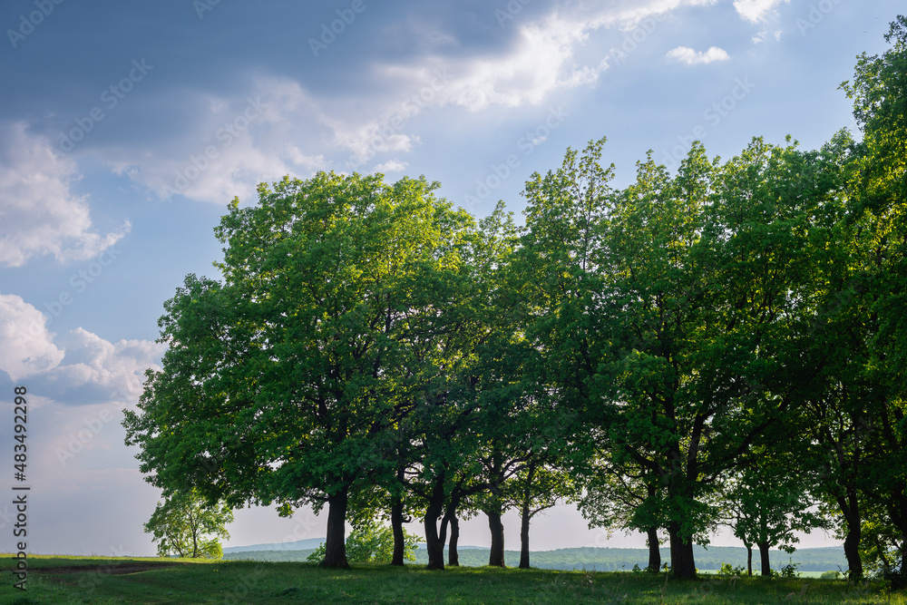 Dark clouds and green trees. Landscape.