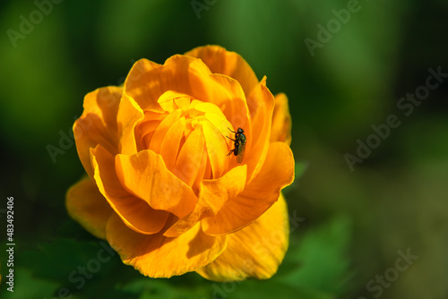 Flower fly - Chiastocheta, pollinates spring flower of bright orange color Trollius photo