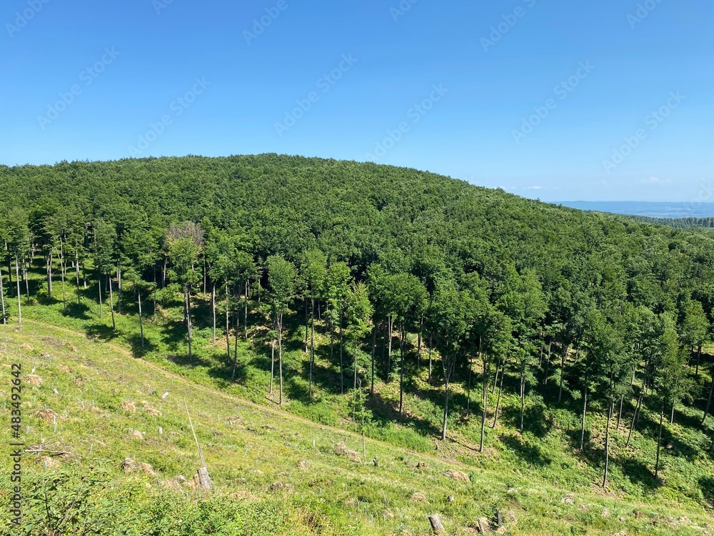Beech forest in Papuk Nature Park - Slavonia, Croatia (Bukova šuma u parku prirode Papuk - Slavonija, Hrvatska)