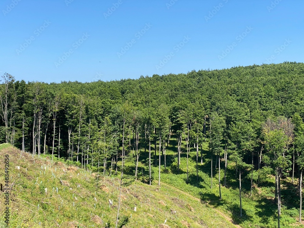 Obraz premium Beech forest in Papuk Nature Park - Slavonia, Croatia (Bukova šuma u parku prirode Papuk - Slavonija, Hrvatska)