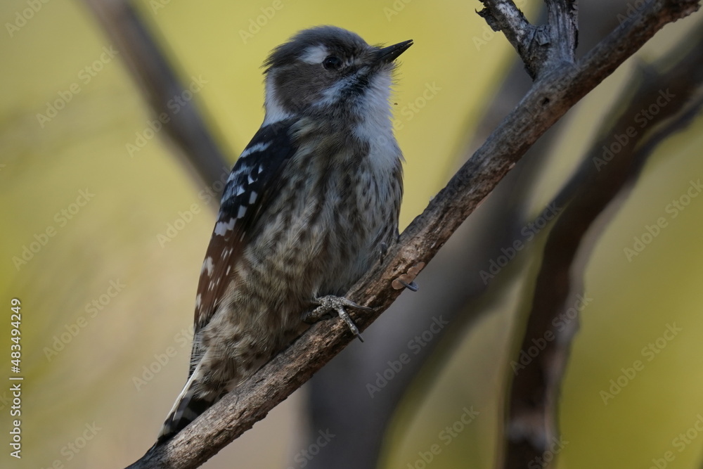 japanese pigmy woodpecker on the branch japanese pigmy woodpecker on the branch