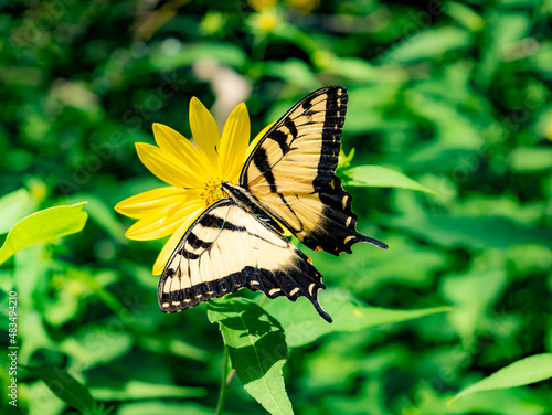 Cuadro en lienzo A top view of a yellow swallowtail butterfly on a yellow flower