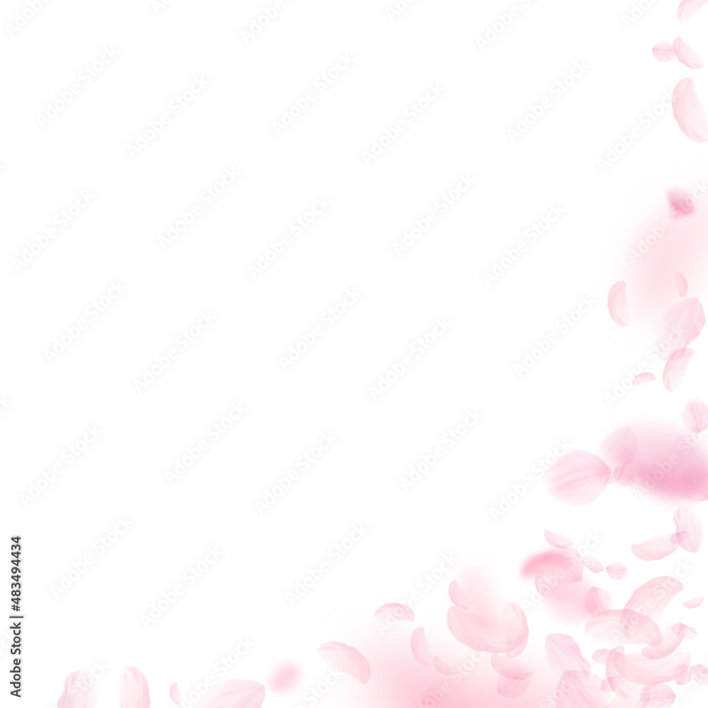 Sakura petals falling down. Romantic pink flowers corner. Flying petals on white square background. Love, romance concept. Resplendent wedding invitation.