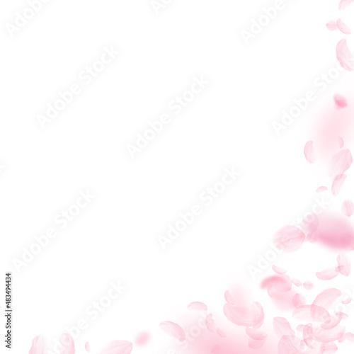 Sakura petals falling down. Romantic pink flowers corner. Flying petals on white square background. Love, romance concept. Resplendent wedding invitation.