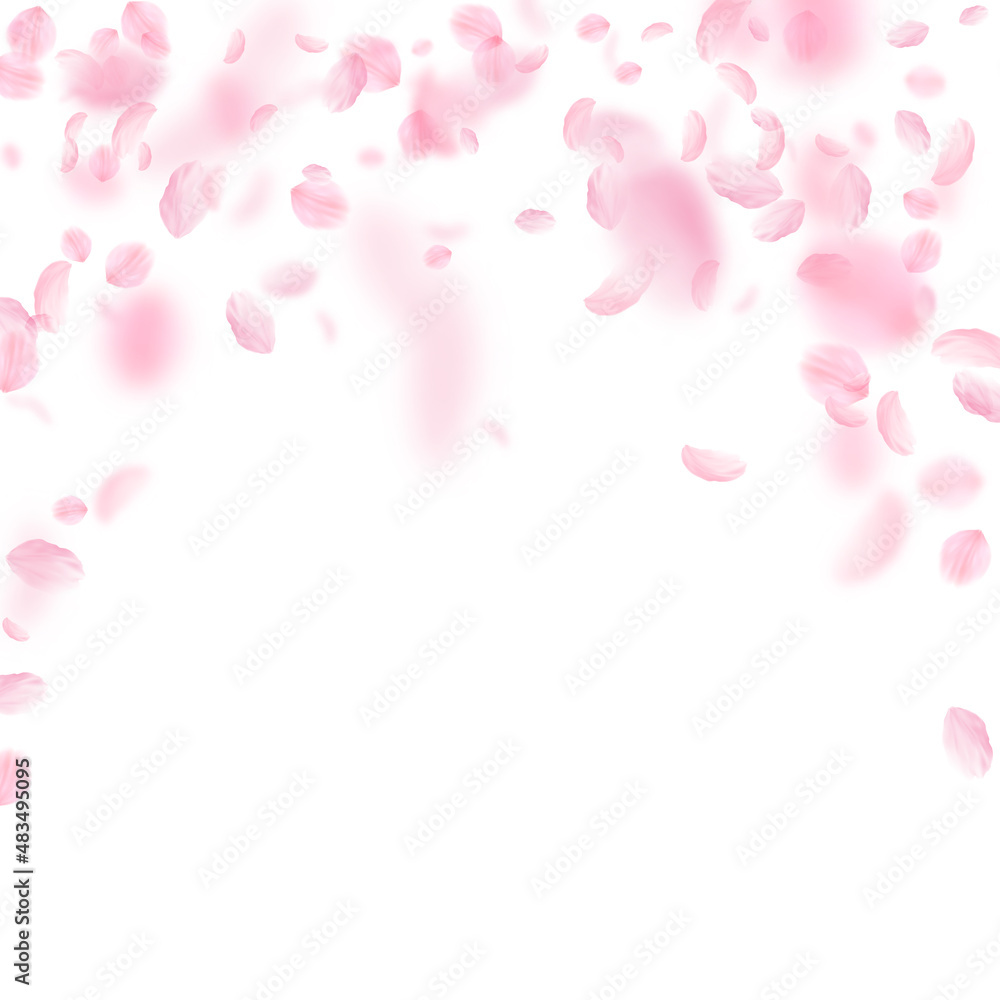 Sakura petals falling down. Romantic pink flowers falling rain. Flying petals on white square background. Love, romance concept. Interesting wedding invitation.