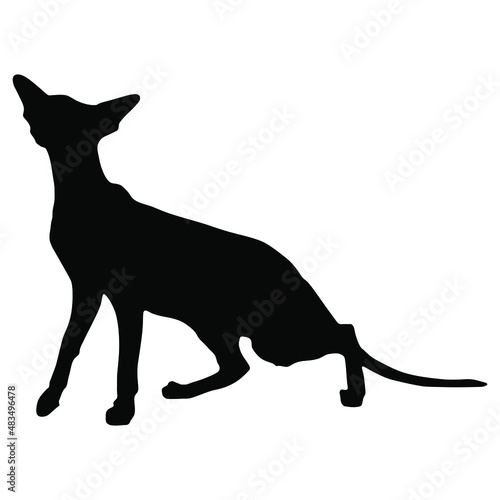 Silhouette of a half squatting domestic oriental cat.	