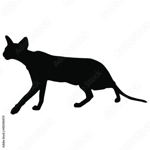 Silhouette of a sneaking hunting domestic short-haired cat.