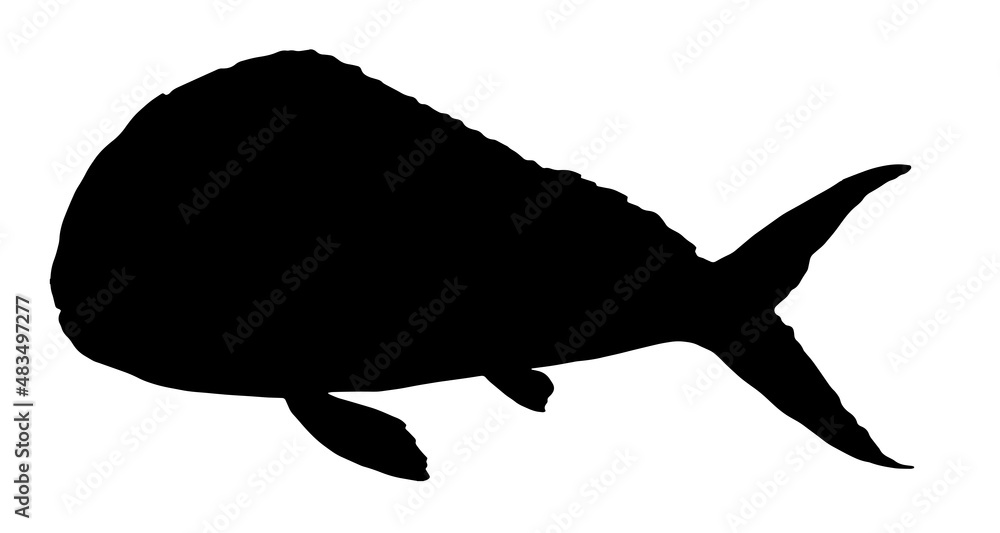 Coryphaena sea fish. Hand-drawn ocean fish Coriphaena in sketch style, black silhouette for menu design template, signage, logos, labels hand-painted on white tropical fish side view Coryphaena sea fish. Hand-drawn ocean fish Coriphaena in sketch style, black silhouette for menu design template, signage, logos, labels hand-painted on white tropical fish side view