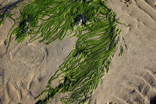 Green moss beach by the sea