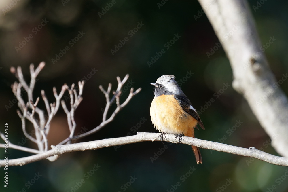 daurian redstart in the forest daurian redstart in the forest