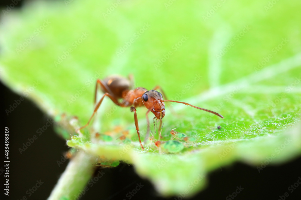 Ants in the wild, North China Ants in the wild, North China