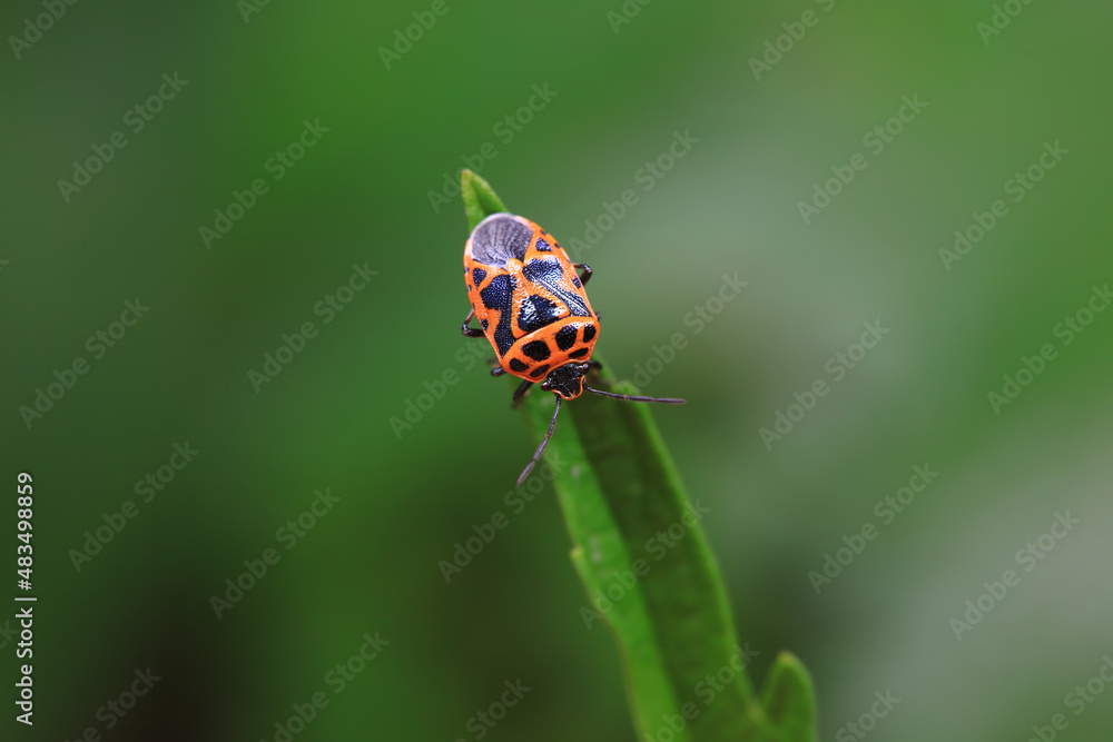 Hemiptera bugs in the wild, North China Hemiptera bugs in the wild, North China