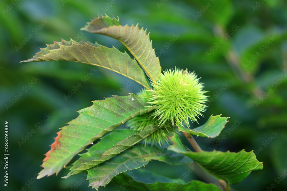 Chestnuts are on the branches, North China Chestnuts are on the branches, North China