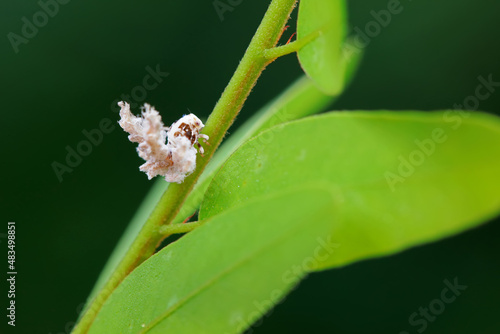 Hemiptera wax Cicadellidae insects on wild plants, North China photo