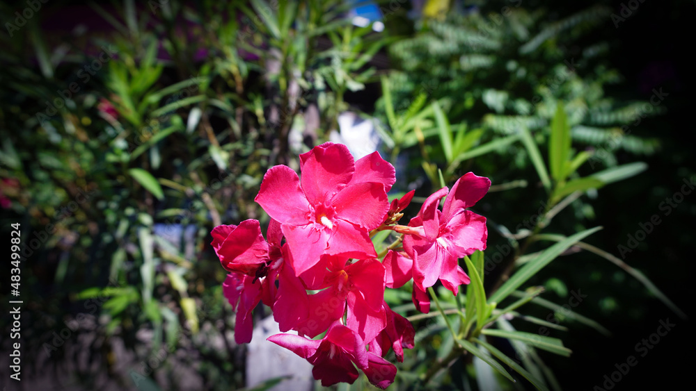 Red oleander flowers, beautiful natural flowers in the forest garden, the agricultural garden that was planted by myself.