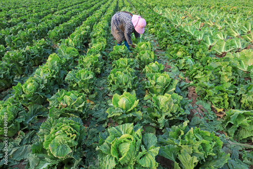 farmers harvest Chinese cabbage in the fields, North China
