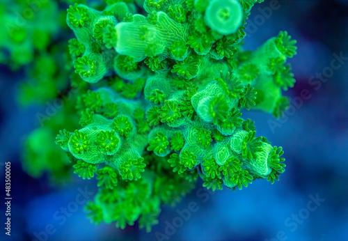 Green Slimer Acropora Coral  photo